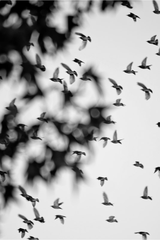 Profilbild von Sieglinde Arndt